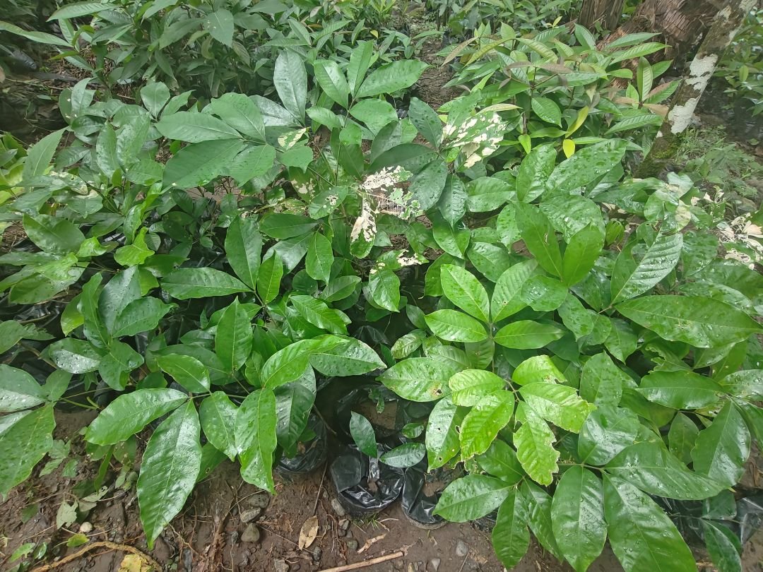 Wide nursery view with fruit tree seedlings growing at Jamaica Nursery