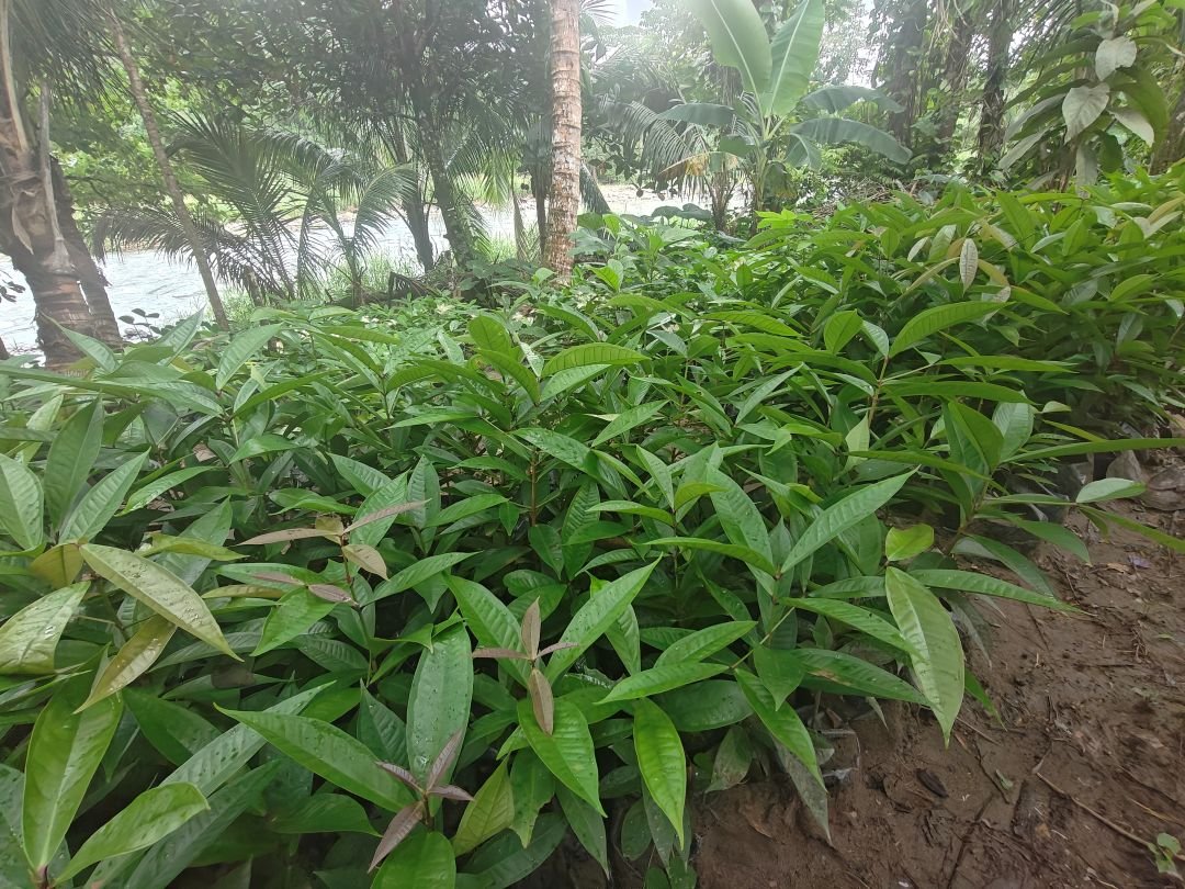 Close view of fruit tree seedlings in nursery bags at Jamaica Nursery